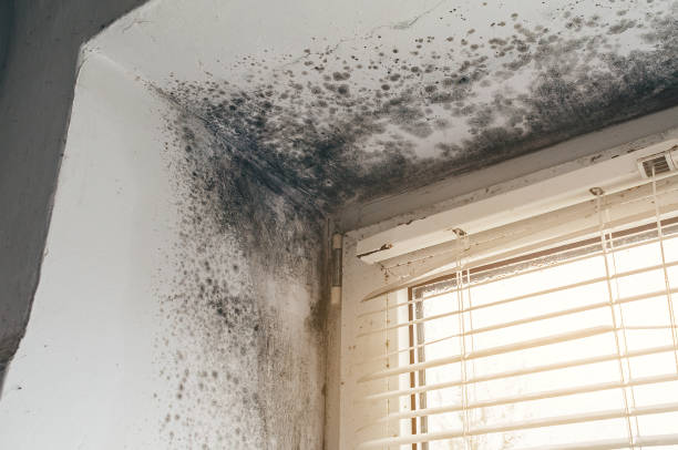 Affordable Crawl Space Mold Removal solutions in Quincy, WA